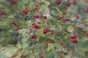 Rowan (Corbus aucuparia) and Ash trees (Fraxinus excelsior) in fruit, blurred by zoom effect