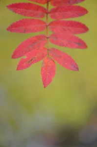 Rowan tree / Mountain ash (Sorbus aucuparia) leaves, Kuhmo, Finland, September 2008