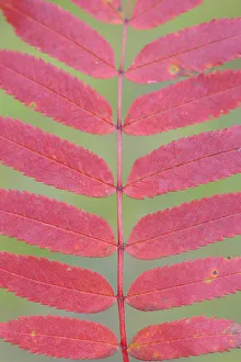 Arty Prints: Rowan tree / Mountain ash (Sorbus aucuparia) leaves, Kuhmo, Finland, September 2008