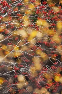 Berries Prints: Rowan Tree (Sorbus aucuparia) covered in berries seen through autumn leaves