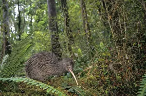 Rowi or Okarito Brown Kiwi (Apteryx rowi) male called Scooter