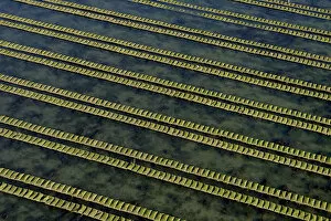 Aquaculture Gallery: Rows of racks used in oyster farming at high tide, Isle de Re, Charente-Maritime