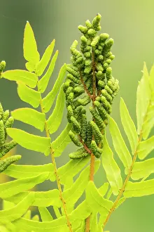 Pteridophytina Prints: Royal fern (Osmunda regalis) fertile frond with young developing spores