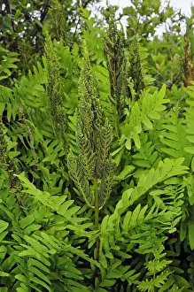 Pteridophytina Prints: Royal fern (Osmunda regalis), St Mary's, Isles of Scilly, UK. May