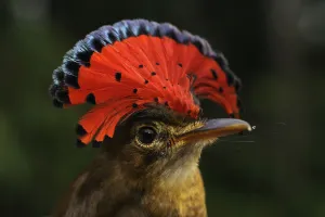 Mark Bowler Prints: Royal flycatcher (Onychorhynchus coronatus) with crest raised, Yavari River, Peru