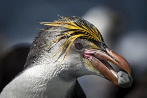 Pebbles Prints: Royal penguin (Eudyptes schlegeli) collects a pebble for its nest on the beach
