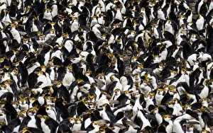 Royal penguin (Eudyptes schlegeli) colony, Macquarie Island, Australian Territory Royal penguin (Eudyptes schlegeli) colony, Macquarie Island, Australian Territory