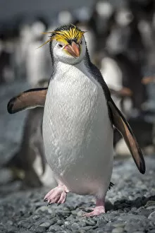 Royal penguin (Eudyptes schlegeli) walks along the beach