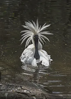 Royal spoonbill (Platalea regia) preening and shaking head feathers, Victoria, Australia Royal spoonbill (Platalea regia) preening and shaking head feathers, Victoria, Australia