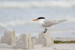Sterninae Prints: Royal tern (Sterna maxima) perching on a sand castle on a beach, Fort De Soto Park, St