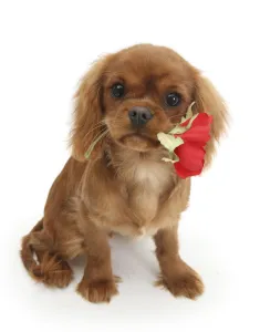 Ruby Cavalier King Charles Spaniel pup, Flame, age 12 weeks hing a red rose