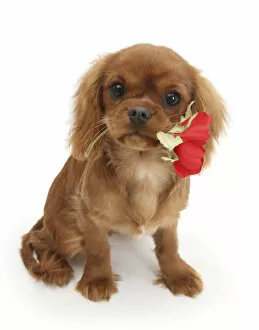 Flower Gallery: Ruby Cavalier King Charles Spaniel pup, Flame, age 12 weeks hing a red rose