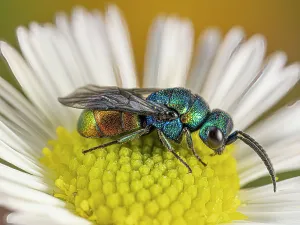 Arthropoda Collection: Ruby-tailed / Cuckoo wasp (Chrysis comparata) on Mexican daisy / Fleabane (Erigeron karvinskianus)