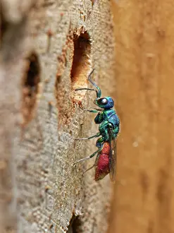 Wasp Prints: Ruby-tailed cuckoo wasp (Chrysis ignita) approaching a Potter wasp (Ancistrocerus sp)