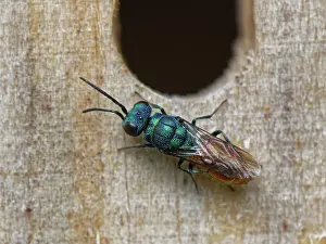 Wasp Prints: Ruby-tailed cuckoo wasp (Chrysis ignita) searching for Potter wasp (Ancistrocerus sp)