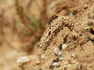 Iridescence Prints: Ruby-tailed cuckoo wasp (Chrysis viridula) inspecting the mud chimney built over the nest burrow of its host species