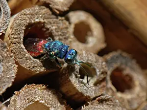 Wasp Prints: Ruby-tailed cuckoo wasp (Pseudomalus auratus) searching for Solitary wasp nest to parasitize in an insect hotel
