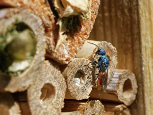 Wasp Prints: Ruby-tailed cuckoo wasp (Pseudomalus auratus) searching for solitary wasp (Trypoxylon and Pemphredon sp)