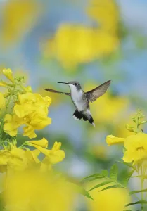 Archilochus Colubris Gallery: Ruby-throated hummingbird (Archilochus colubris), female in flight feeding on Yellow bells