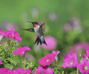 Images Dated 6th September 2014: Ruby-throated hummingbird (Archilochus colubris), male in flight feeding on Petunia flowers