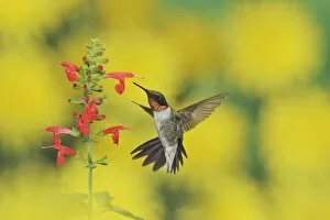 Images Dated 7th September 2014: Ruby-throated hummingbird (Archilochus colubris), male in flight feeding on Tropical Sage
