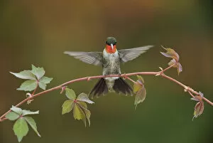 Ruby-throated hummingbird (Archilochus colubris) male landing on Virginia creeper (Parthenocissus quinquefolia)