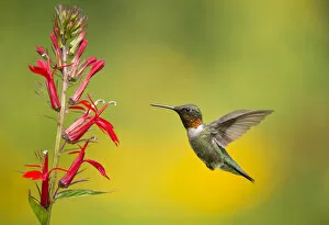 Archilochus Colubris Gallery: Ruby-throated Hummingbird (Archilocus colubris), male flying in to feed from cardinal flowers