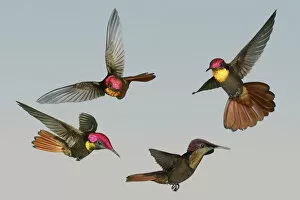 Images Dated 29th February 2008: Ruby-topaz Hummingbird (Chrysolampis mosquitus) male flying demonstrating how brilliant