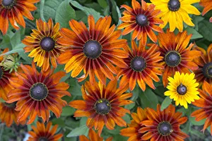 Orange Prints: Rudbeckia hirta Toto flowers, cultivated plant in garden