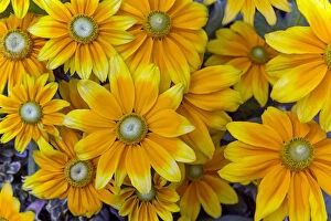 Rudbeckia Praire Sun flowers, cultivated plant in garden