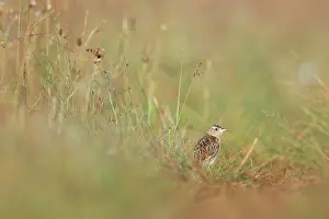 Alaudidae Prints: Rudd's lark (Heteromirafra ruddi) standing in grassland habitat