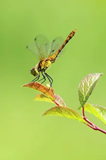 Thermoregulation Prints: Ruddy darter (Sympetrum sanguineum) female
