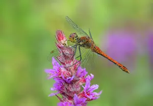 Myrtales Prints: Ruddy darter (Sympetrum sanguineum) male