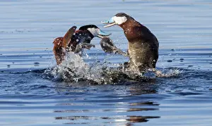 Feet Prints: Ruddy duck (Oxyura jamaicensis) drakes fight over female during breeding season