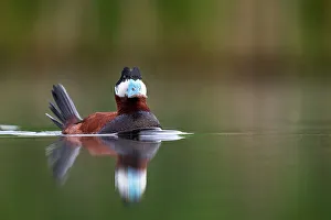 Invasive Prints: Ruddy duck (Oxyura jamaicensis) male in courtship display