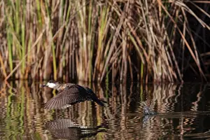 Reedbed Prints: Ruddy duck (Oxyura jamaicensis) taking flight from river with reedbeds behind