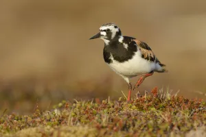 Ruddy turnstone (Arenaria interpres) in breeding plumage. Yukon Delta National Wildlife Refuge