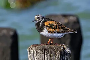 Netherlands Prints: Ruddy turnstone (Arenaria interpres) in breeding plumage resting on wooden breakwater