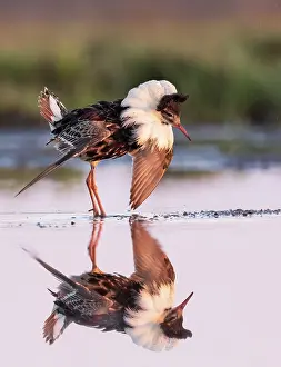 Reproduction Prints: Ruff (Calidris pugnax) male, displaying in feeding pool