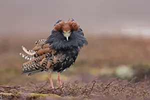 Reproduction Prints: Ruff (Calidris pugnax) male, displaying at lekking site, Varanger, Norway. May