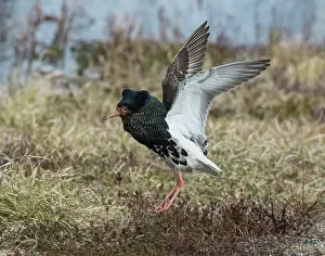 Lapland Prints: Ruff (Calidris pugnax) male, performing helicopter courtship display at lek