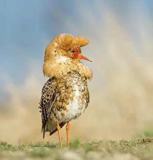 Reproduction Prints: Ruff (Calidris pugnax) male, posing at the lekking arena