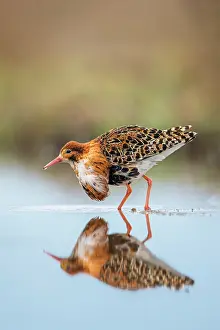 Nordic Countries Prints: Ruff (Calidris pugnax) male standing in feeding pool with reflection