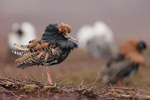 Reproduction Prints: Ruff (Calidris pugnax) males, displaying at lekking site, Varanger, Norway. May
