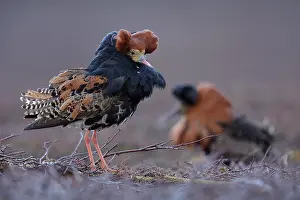 Reproduction Prints: Two Ruff (Calidris pugnax) males, displaying at lekking site, Varanger, Norway. May