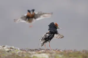 Reproduction Prints: Two Ruff (Calidris pugnax) males, displaying at lekking site, Varanger, Norway. June