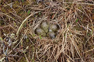 Elevated View Prints: Ruff (Calidris pugnax) nest with eggs, Varanger, Norway. June