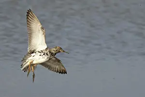 Calidris Prints: Ruff (Philomachus pugnax) in flight, Cley, Norfolk, UK. April
