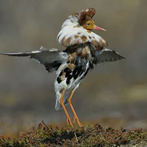 Ruff (Philomachus pugnax) male displaying, Varanger, Norway, May Ruff (Philomachus pugnax) male displaying, Varanger, Norway, May
