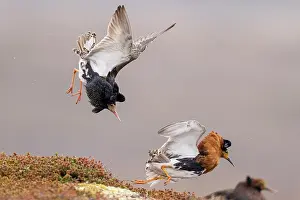 Rival Prints: Two Ruff (Philomachus pugnax) males